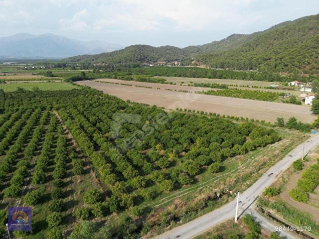 Muğla Ortaca Tepearası de 23 000 m Müstakil tarla satılık