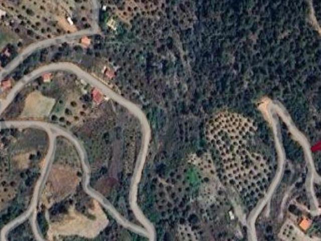 MUĞLA SATILIK ZEYTİNLİK 2.250.000 TL ZEYTİN KÖY MAH