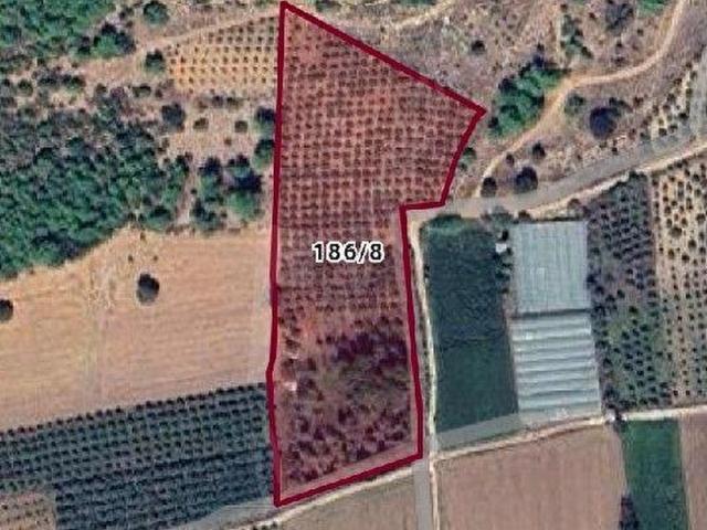 MUĞLA SEYDİKEMER GÖLBENT'TE TEK TAPU 16 DÖNÜM SATILIK ZEYTİNLİK TAKASA UYGUN