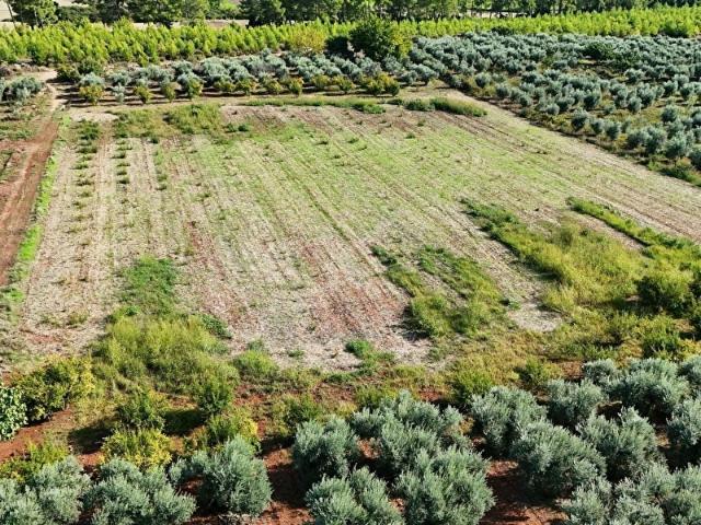 Muğla Seydikemer ilçesi Kayadibi mahallesi Satılık Tarla 9.436 M2