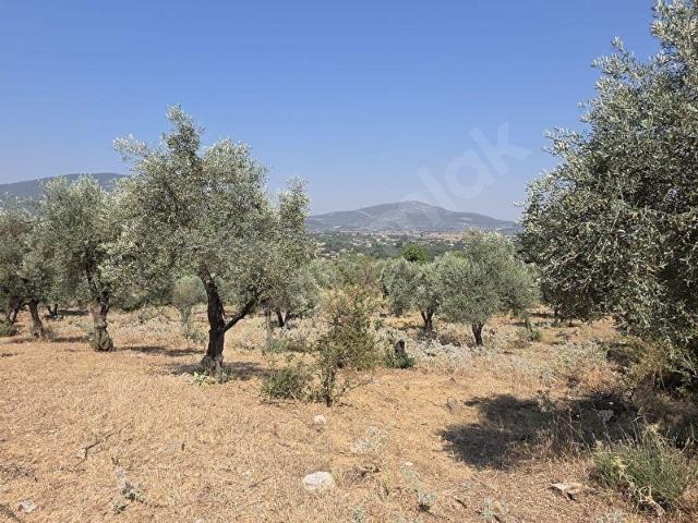 Muğlametropol' den Yeşilyurt' da Satılık 'FIRSAT' Arazi Açıklamayı okuyunuz