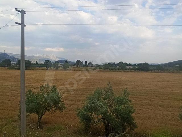 Muğlametropol' den Muğla ovasında Planlaması devam eden bölgede Su basmayan bölümde Satılık Tarla
