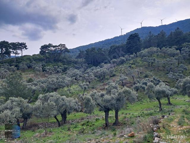 MUĞLAMİLAS Pınarcık Mahallesi'nde Satılık Zeytinlik
