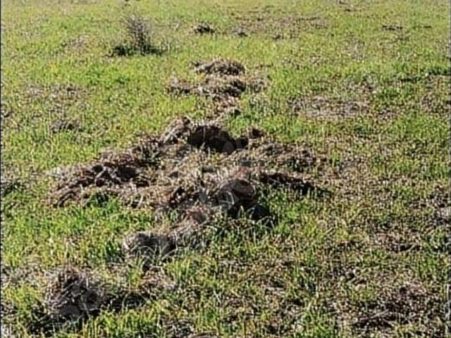 MUMCULAR ANAYOLA YAKIN SATILIK TARLA