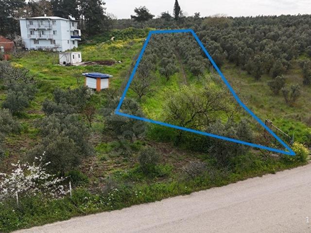 MUDANYA MÜRSEL' DE MUHTEŞEM KONUMDA ZEYTİNLİK