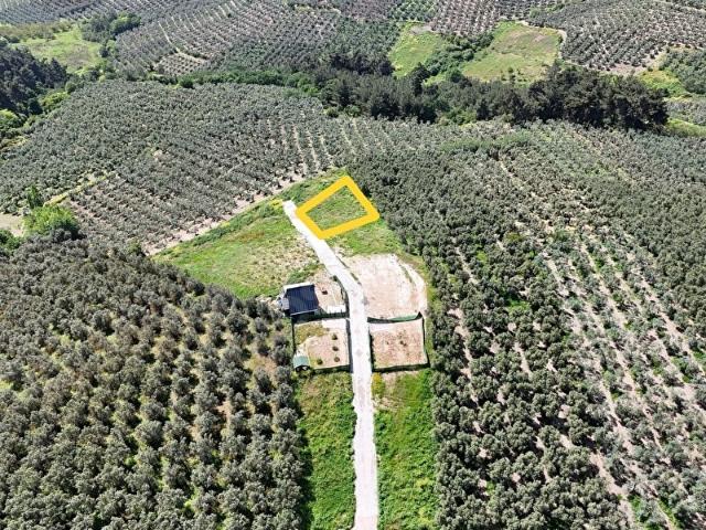 MUDANYA DEREKÖY'DE YOLA CEPHELİ RESMİ BÖLÜNMÜŞ BAHÇE