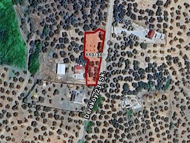 MUDANYA DEREKÖY'DE SATILIK 640 m2 ZEYTİNLİK