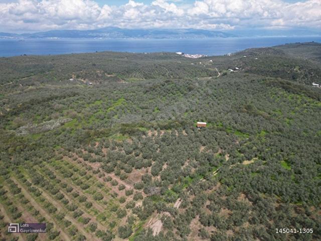 MUDANYA HALİLBEYDE SATILIK MÜSTAKİL TAPU ZEYTİNLİK