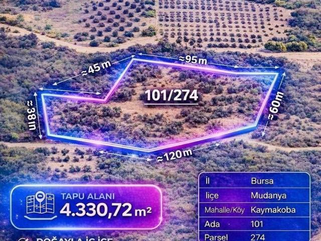 MUDANYA KAYMAKOBADA SATILIK FIRSAT ZEYTİNLİK