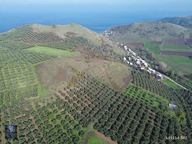 MUDANYA YALIÇİFTLİKTE 4243 M2 ZEYTİNLİK