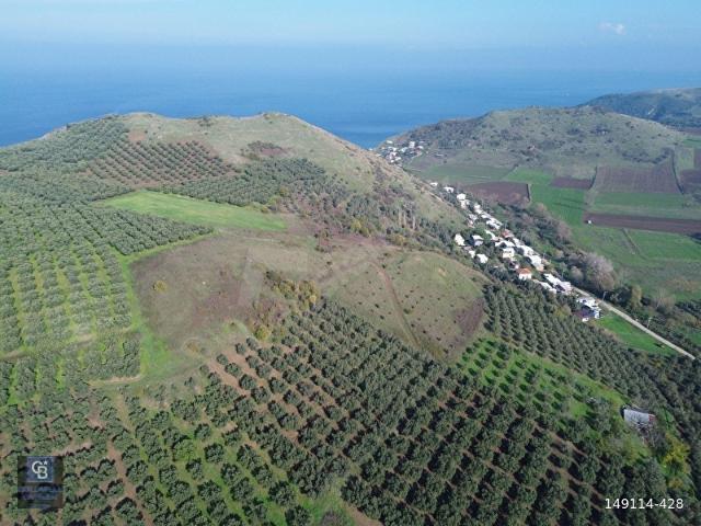 MUDANYA YALIÇİFTLİKTE 2121 M2 ZEYTİNLİK