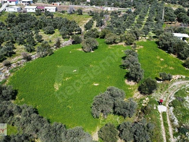 MUGA'DAN KEMALPAŞA VİŞNELİDE 4.380 M2 SATILIK ZEYTİNLİ TARLA