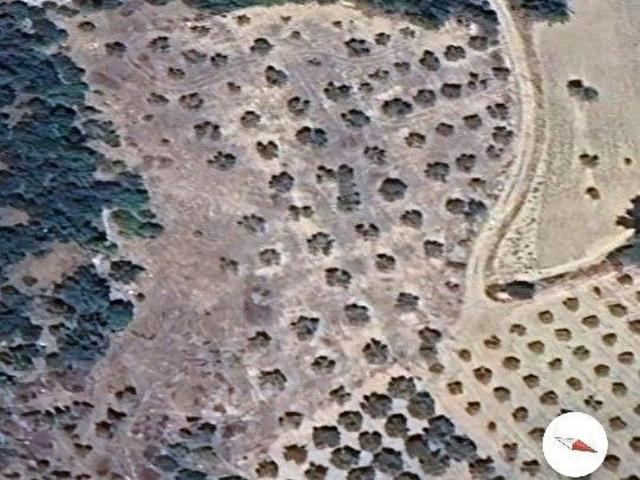 MUGLA MENTEŞE ÇAMOLUKTA SATILIK ZEYTİNLİ TARLA