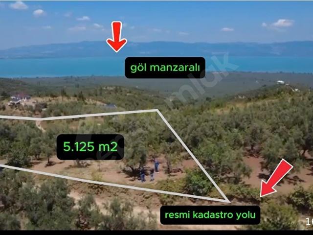 MÜHTEŞEM GÖL MANZARALI ZEYTİN BAHÇESİ