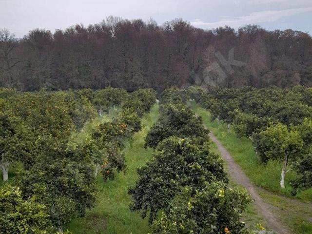 müjgan emlaktan köyceğiz toparlarda satılık 2b arazisi
