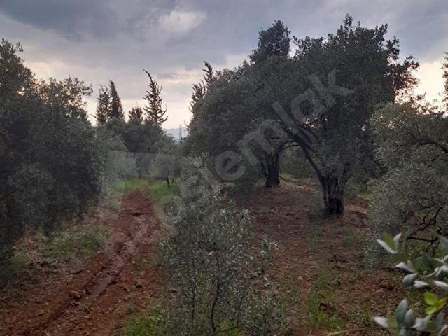 müjgan emlaktan köyceğiz yangıda satılık 2500 m2 tarla