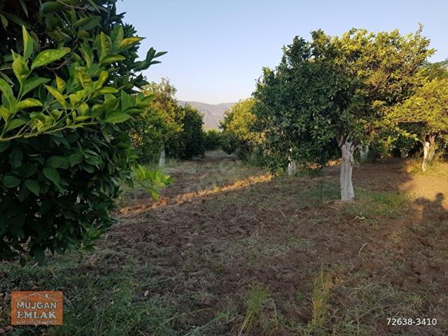 MÜJGAN EMLAKTAN MUĞLA KÖYCEĞİZ DÖĞÜŞBELEN MH DE 532M2 BAHÇE