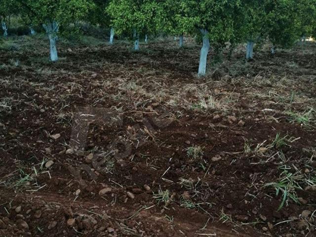 MÜJGAN EMLAKTAN MUĞLA KÖYCEĞİZ YEŞİLKÖY MH 600M2 ARSA