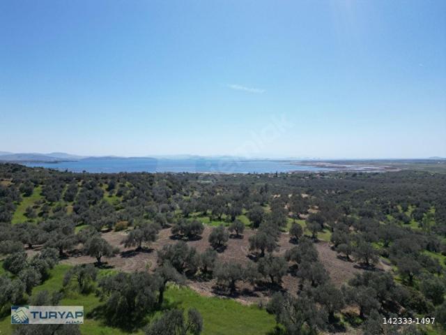 MÜSTAKİL TAPU 1617m2 SATILIK ZEYTİNLİK