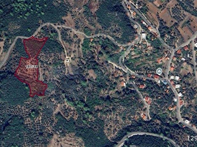 MÜSTAKİL TAPU DÜZ ZEMİN YOLU MEVCUT 13.009M2. ZEYTİNLİK VASIFLI