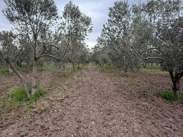 MÜSTAKİL TAPULU DÜZ ZEMİN ZEYTİN EKLİ 30.557M2. TARLA VASIFLI