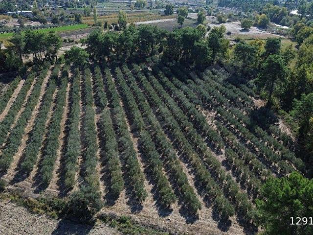 MÜSTAKİL TAPULU 19.260M2. TARLA VASIFLI