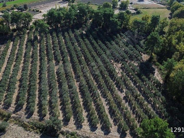 MÜSTAKİL TEK TAPULU MUHTEŞEM KONUM ZEYTİN EKİLİ 30.557M2. TARLA