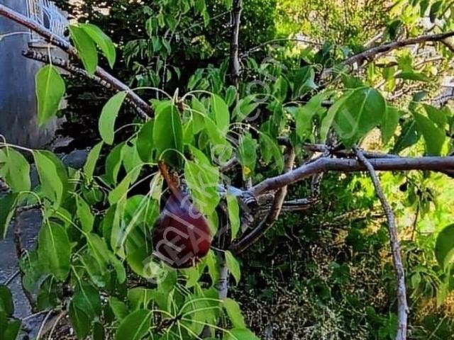 Müstakil Villa Tipi Dubleks, Sıfır Hasarlı,perde Betonlu