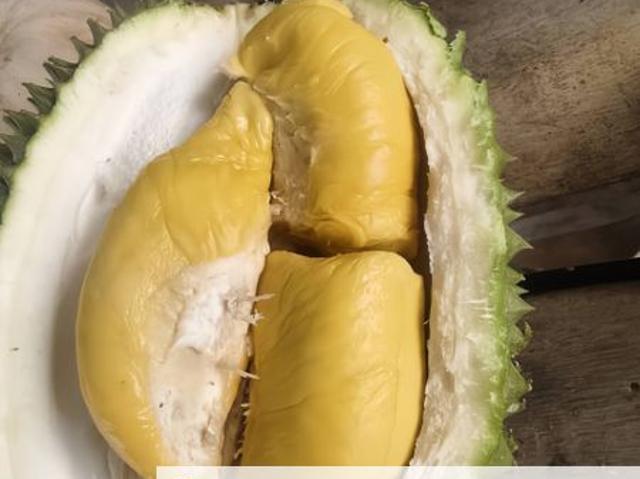 Musang King & Black Thorn Durian Plantation for Sale Bentong Sri Jaya, Pahang