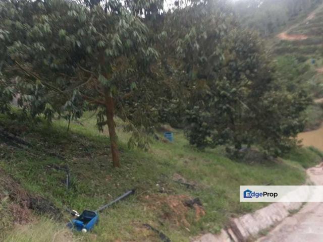 Freehold musang king farm at Benta Pahang for sale