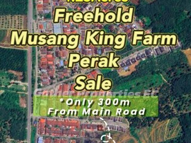 Freehold Musang King Farm Kuala Kangsar Perak For Sale *ONLY 300m From Main Road,Next Residential Area