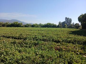 Muy barato campo de 225 hás con agua en pencahue talca