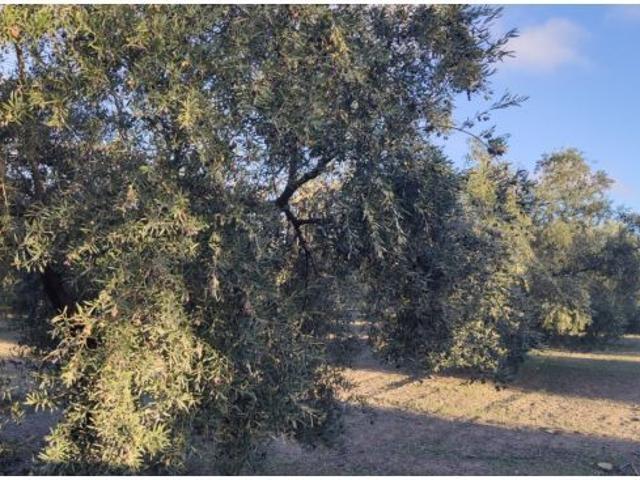 Muy buen olivar intensivo