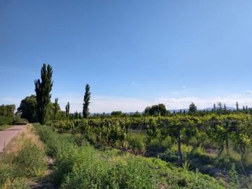 N venta finca 10 hectáreas usd 120.000 Oportunidad! De inversión! San Rafael, Mendoza