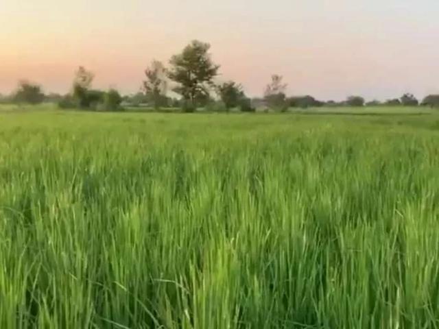 Nahri hai sari zameen or zameeno sy main asphalt road lag raha hai Khushab ID 10865