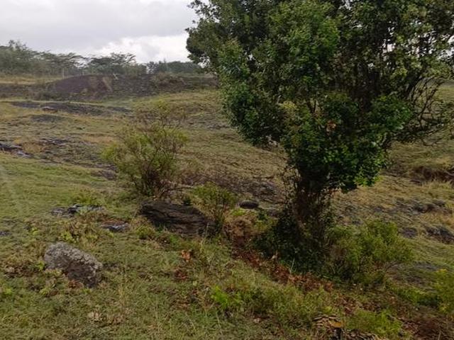 Naromoru near Ngobit, withare
