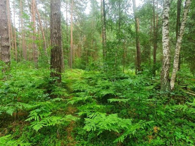 Naturparadies für Jäger, Erholungssuchende und Naturliebhaber
