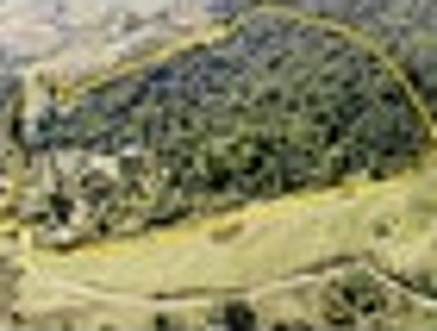 Native Bush Utopia