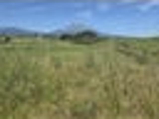 NATIVE BUSH ESCAPE