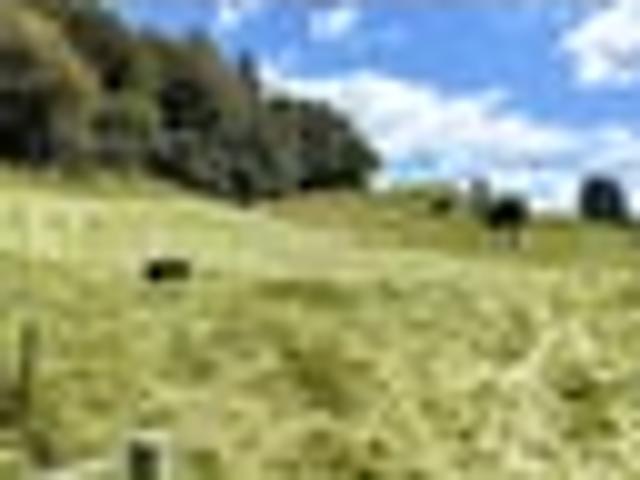 Native Bush & Rural Outlook
