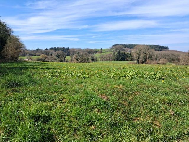 Neuvic Entier Vente Terrain 87