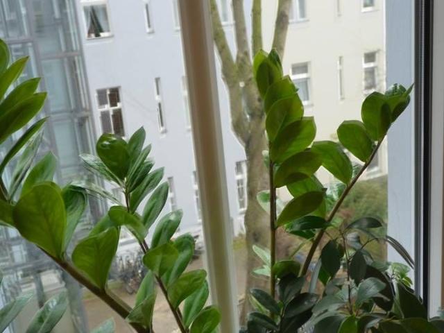 Nice, neat suite in Prenzlauer Berg with shared kitchen, Berlin Amsterdam Apartments for Rent