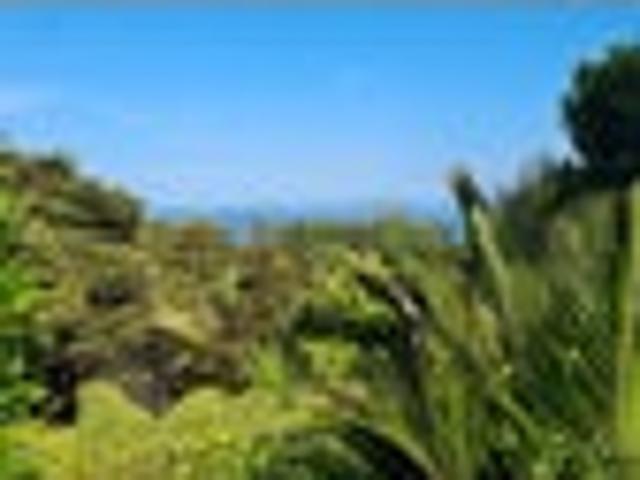 NIKAU HAVEN
