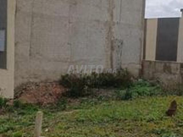 طنجة عين دالية