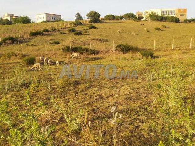 طنجة شراقة قرب قيادة حجر النحل