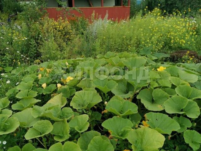 Новосибирск, Кировский, Красный Восток ул