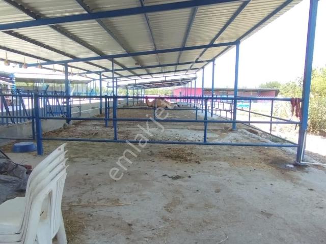 Nurcan Emlak’dan 1. Kanal Altı Satılık 6800 M² Tam Konforlu Çiftlik