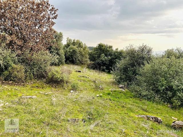 NURFEN'DEN TAŞKESİK'TE TEK TAPULU YOLU OLAN 4.5 DÖNÜM ZEYTİNLİK