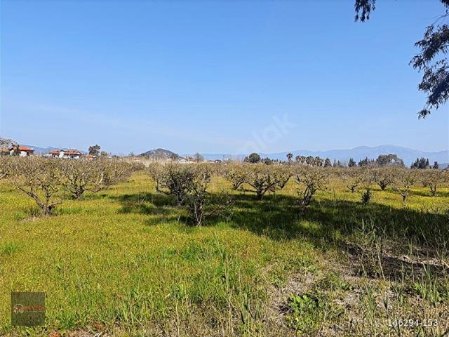 NYSA EMLAK'TAN SATILIK 5.100 M2 ŞAHSİ TAPU TARLA