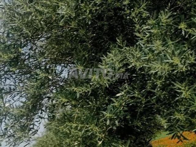 Nzal Beni Ammar est à 50 km de Meknès